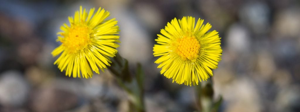 Huflattich (Tussilago farfara)