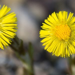 Huflattich (Tussilago farfara)