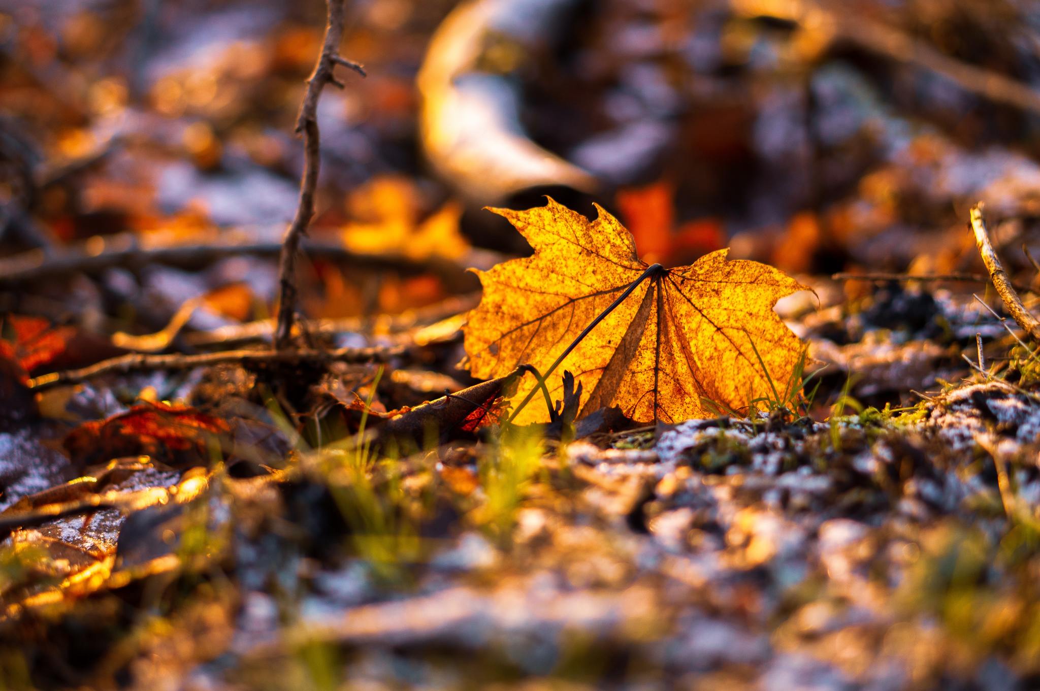 Der Goldene Herbst