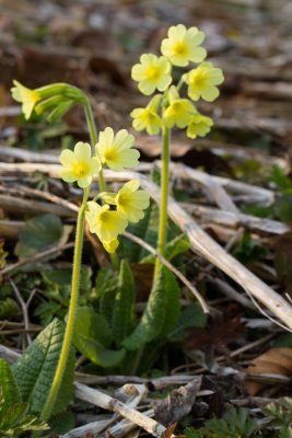 Schluesselblume