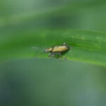 Gartenleben mit Insekten